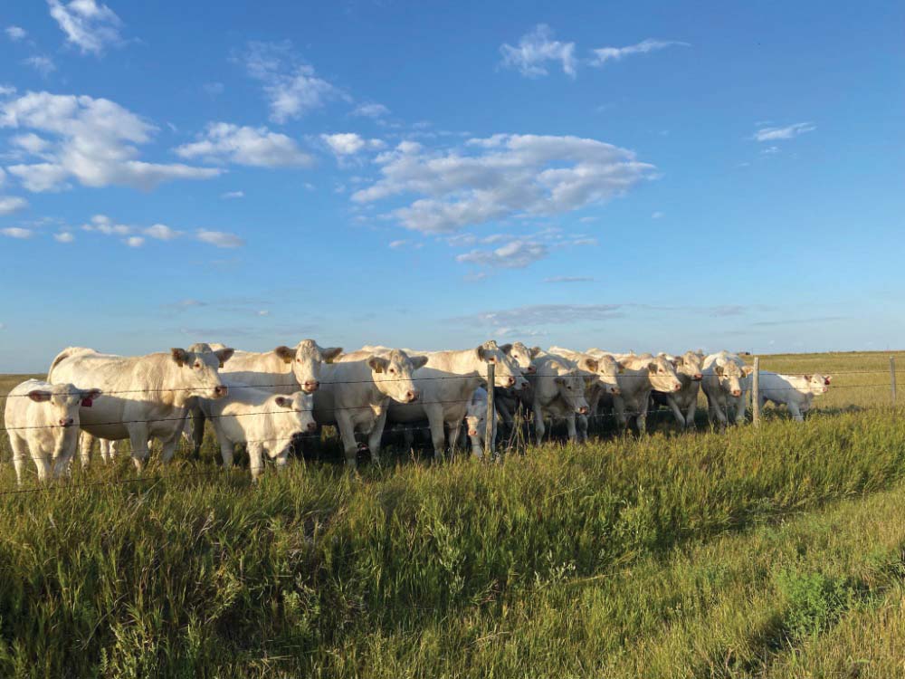 Charolais heifers